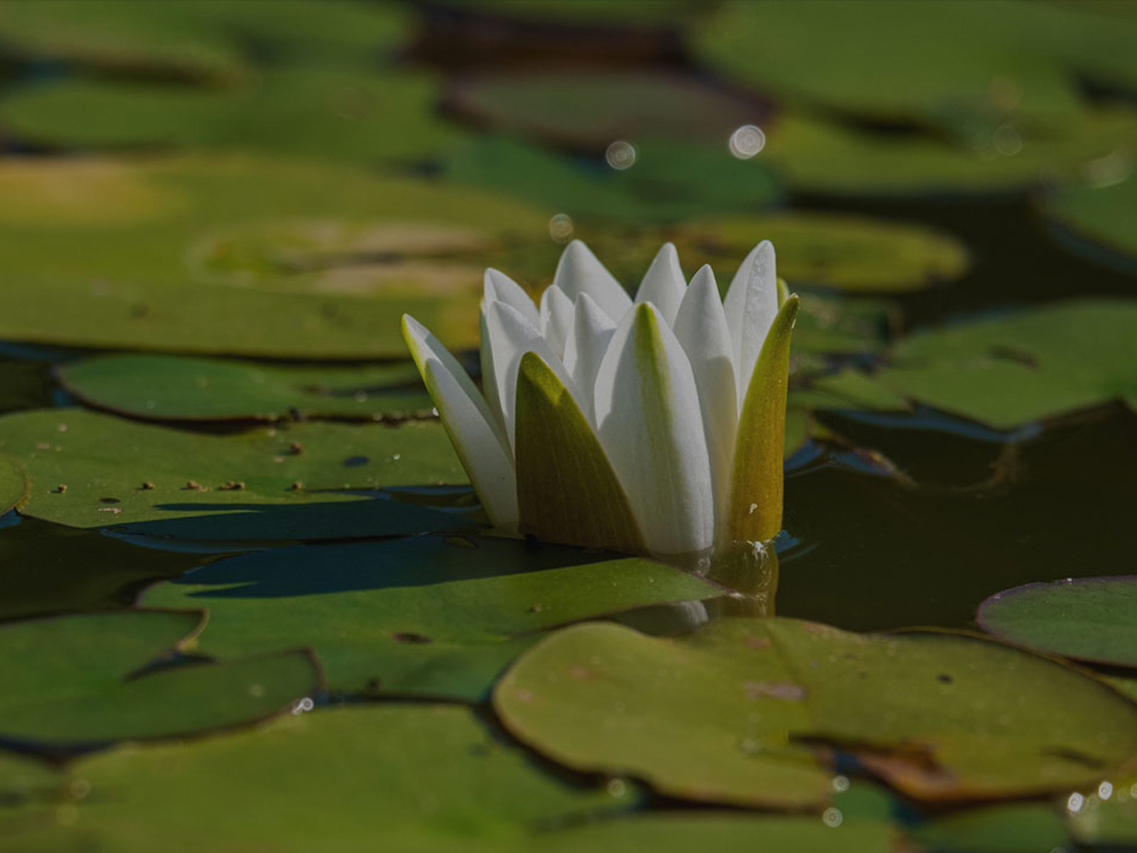 Beth Hughes - Bosherston Lily Ponds