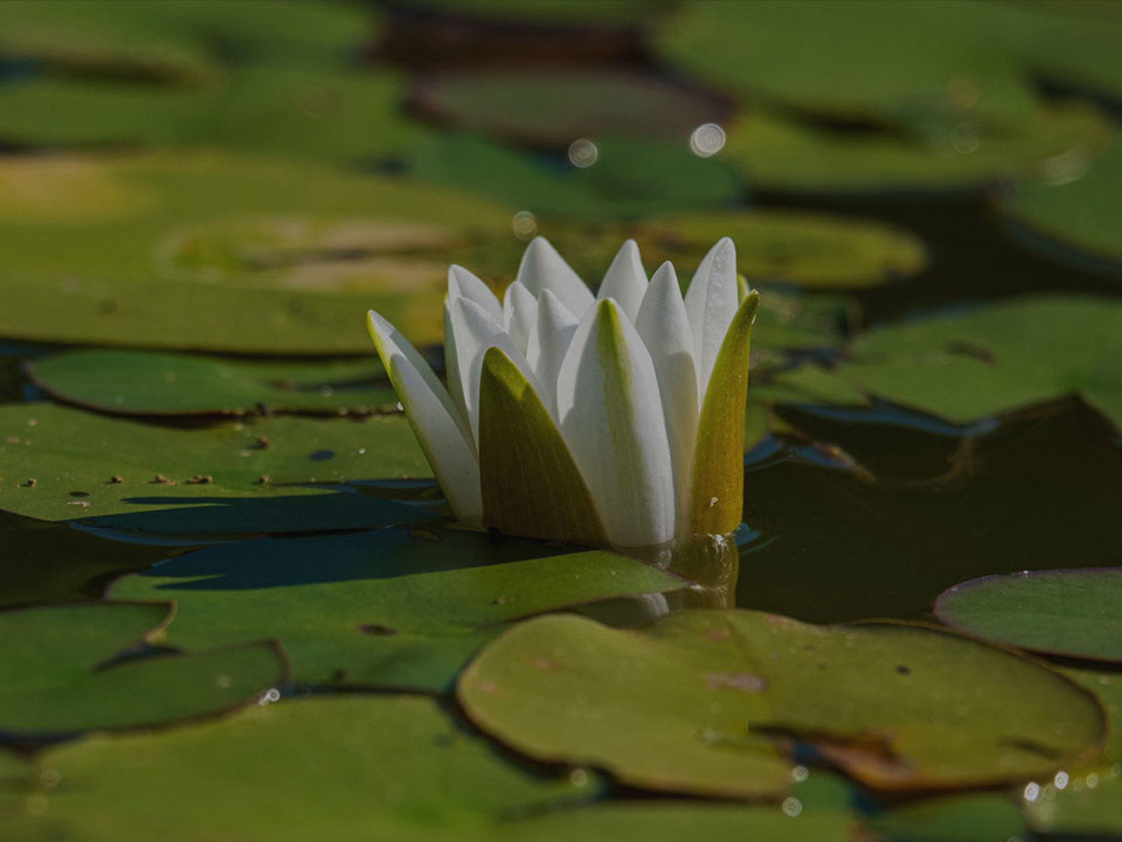 Beth Hughes - Bosherston Lily Ponds